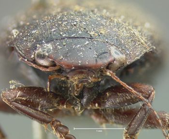 Media type: image;   Entomology 6030 Aspect: head frontal view